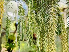 -深圳市中科院仙湖植物园