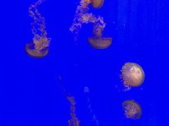 -上海海洋水族馆