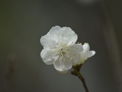 -国家植物园