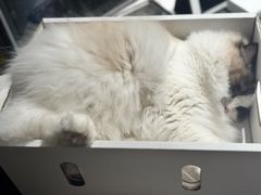 -安安宠医宠物医院·异宠·犬猫内科(岳阳分院)