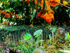 -中国科学院西双版纳热带植物园