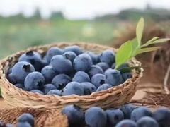 -金谷域澳洲庄园