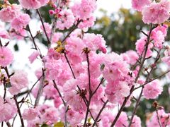 -天适樱花悠乐园