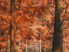 -青龙山国家森林公园