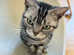 -有喵·猫咖·狗咖·40+猫狗有小奶狗(岗厦店)