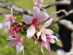 -中国科学院华南植物园