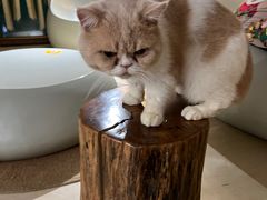 -more than meow吴止猫主题餐厅(承德 中船汇店)