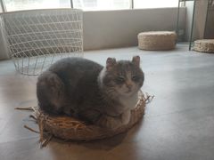 -猫儿山۰猫主题餐厅