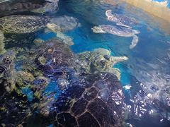 -烟台海昌鲸鲨海洋公园