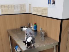 -米苏动物医院·犬猫专科·骨科外科内窥镜