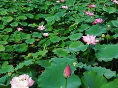 -莲花池公园