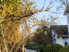 -上海共青森林公园