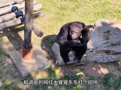 -西霞口神雕山野生动物世界