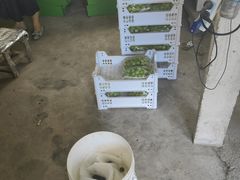 -马陆小张葡萄园农家乐