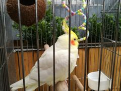 -more than meow吴止猫主题餐厅(承德 中船汇店)