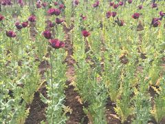 -国家植物园南园