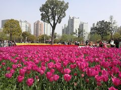 -大宁郁金香公园-停车场