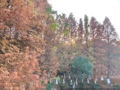 -八大山人梅湖景区