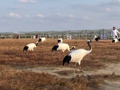 -盐城丹顶鹤湿地生态旅游区