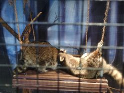 -酷嗒动物文化乐园(cutezoo西溪乐天城店)