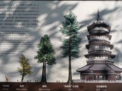 -天目山大树王景区