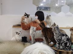 -李小姐の猫咖啡馆(五角场店)