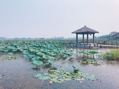-焦岗湖旅游度假区