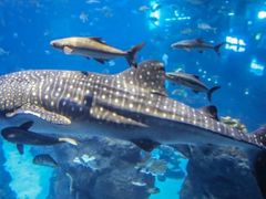 -成都浩海立方海洋公园