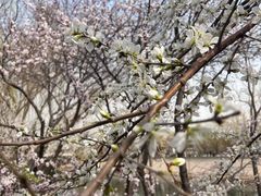 -桃花堤公园