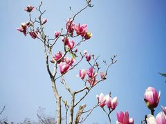 -天适樱花悠乐园