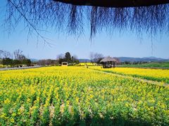-径山花海
