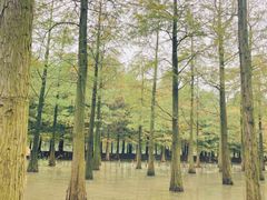 -泗洪洪泽湖湿地景区