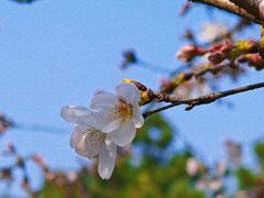 -苏州上方山国家森林公园