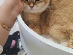 -藏猫猫咖啡主题馆(中央大道店)