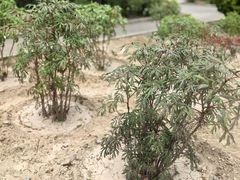 -北京市劳动人民文化宫(太庙)