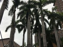 -三亚湾红树林度假世界(木棉酒店)