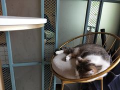 -喵屿·大理花园猫咖