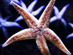 -海合安天津极地海洋公园