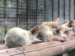 -昆明动物园