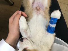 -美联众合宠物医院·爱萌分院·内外科·猫科中心