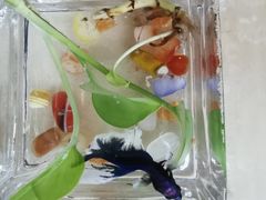 -曲阳花鸟市场(曲阳路店)