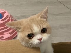 -飞行喵MR PILOT|猫舍·猫咖(静安大融城店)