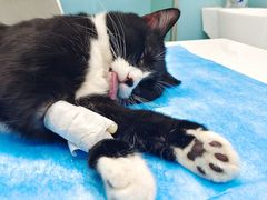 -欧奕国际动物医院