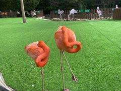 -上海野生动物园