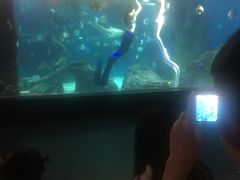 -锦艺城海洋馆