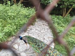 -金孔雀温泉旅游度假村