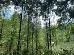 -广州市帽峰山景区