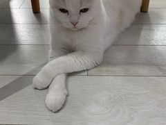 -喵的天空名猫咖啡馆·撸猫·猫舍·用品