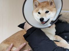-喜多萌中农锦绣动物医院24H·猫科·牙科MRI·CT