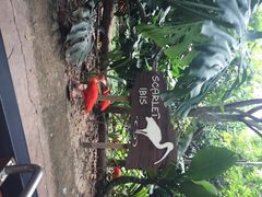 朱鹭-河川生态园